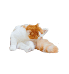 スコティッシュねこのパセリ（個別スタンプ：7）