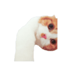 スコティッシュねこのパセリ（個別スタンプ：8）