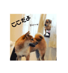 柴犬ちくわくん3（個別スタンプ：6）