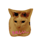 しあわせたっぷりすたんぷ（個別スタンプ：17）
