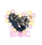 アメショーはなこ（個別スタンプ：2）