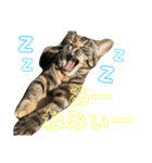 アメショーはなこ（個別スタンプ：4）
