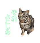 アメショーはなこ（個別スタンプ：5）
