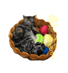 アメショーはなこ（個別スタンプ：7）