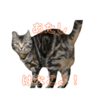アメショーはなこ（個別スタンプ：8）