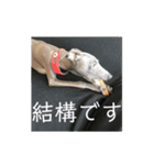 変顔イタグレスタンプ（個別スタンプ：3）