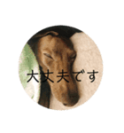 変顔イタグレスタンプ（個別スタンプ：7）