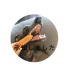 変顔イタグレスタンプ（個別スタンプ：10）