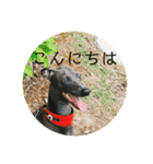 変顔イタグレスタンプ（個別スタンプ：13）