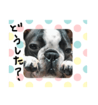 ボストンテリアの挨拶（個別スタンプ：3）