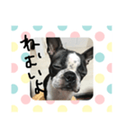 ボストンテリアの挨拶（個別スタンプ：5）