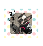ボストンテリアの挨拶（個別スタンプ：7）