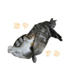 吾輩は猫だ（個別スタンプ：2）