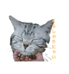 吾輩は猫だ（個別スタンプ：4）