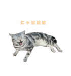 吾輩は猫だ（個別スタンプ：5）