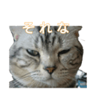 吾輩は猫だ（個別スタンプ：7）