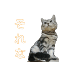 吾輩は猫だ（個別スタンプ：8）