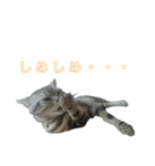 吾輩は猫だ（個別スタンプ：9）