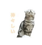 吾輩は猫だ（個別スタンプ：10）