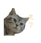 吾輩は猫だ（個別スタンプ：11）