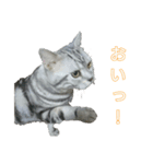 吾輩は猫だ（個別スタンプ：12）