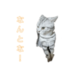 吾輩は猫だ（個別スタンプ：13）