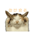 吾輩は猫だ（個別スタンプ：14）