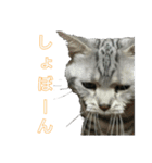 吾輩は猫だ（個別スタンプ：15）