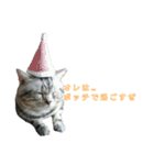 吾輩は猫だ（個別スタンプ：16）