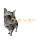 吾輩は猫だ（個別スタンプ：17）
