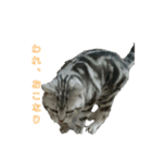 吾輩は猫だ（個別スタンプ：18）
