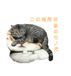 吾輩は猫だ（個別スタンプ：19）
