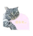 吾輩は猫だ（個別スタンプ：20）