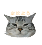 吾輩は猫だ（個別スタンプ：21）