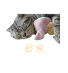 吾輩は猫だ（個別スタンプ：22）