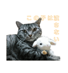 吾輩は猫だ（個別スタンプ：23）