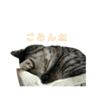 吾輩は猫だ（個別スタンプ：24）