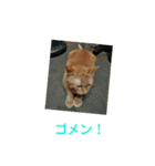ネコのちーちゃん8（個別スタンプ：31）
