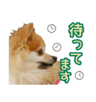 ポメラニアンもなかの敬語・丁寧語スタンプ（個別スタンプ：9）