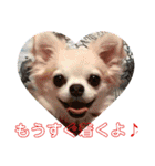 犬すたんぷ 
愛しのレオン君♪（個別スタンプ：1）