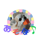 犬すたんぷ 
愛しのレオン君♪（個別スタンプ：3）