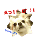 犬すたんぷ 
愛しのレオン君♪（個別スタンプ：4）