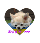 犬すたんぷ 
愛しのレオン君♪（個別スタンプ：5）