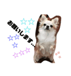 犬すたんぷ 
愛しのレオン君♪（個別スタンプ：6）