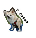 犬すたんぷ 
愛しのレオン君♪（個別スタンプ：7）