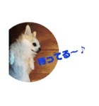 犬すたんぷ 
愛しのレオン君♪（個別スタンプ：8）