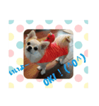 犬すたんぷ 
愛しのレオン君♪（個別スタンプ：9）