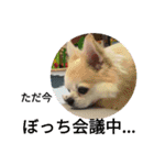 犬すたんぷ 
愛しのレオン君♪（個別スタンプ：10）