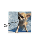 犬すたんぷ 
愛しのレオン君♪（個別スタンプ：12）