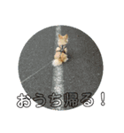 犬すたんぷ 
愛しのレオン君♪（個別スタンプ：14）